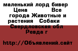 маленький лорд бивер › Цена ­ 10 000 - Все города Животные и растения » Собаки   . Свердловская обл.,Ревда г.